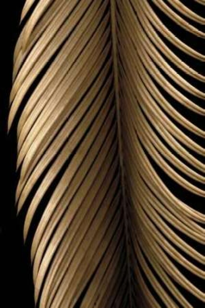 Tropical Leaf Study II Poster Print by Andrew Levine - Item # VARPDXLAP210